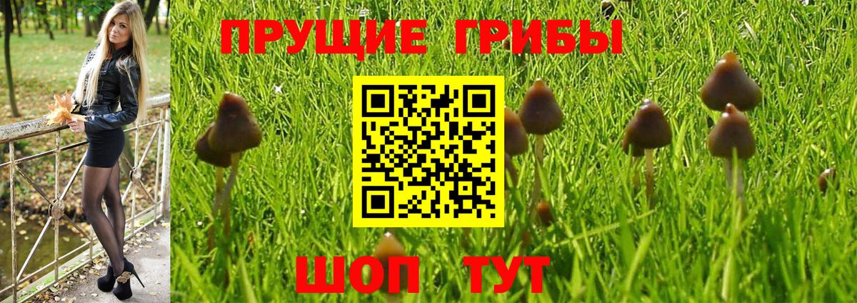 Псилоцибиновые грибы Psilocybe Усть-Лабинск